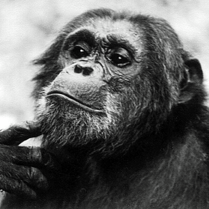 Ihana Kahvila Baari logo